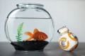 bb8_e.jpg